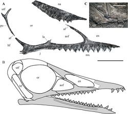Skull of an early pterosaur, Seazzadactylus