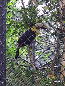 Image of Grecia and her prosthetic beak in the Rescate Wildlife Rescue Center in 2016