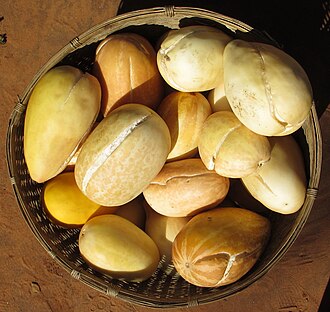 A basket of landrace melons (Cucumis melo subspecies agrestis, cultivar group Momordica) from northern Mozambique. This landrace incorporates different colours and patterns of the fruit surface and is the only melon cultivar group in northern Mozambique.[citation needed]