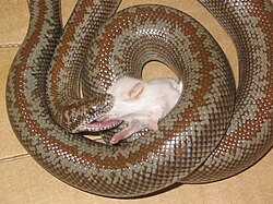 A rosy boa eating a mouse whole