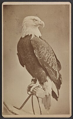 Old Abe, mascot of the 8th Wisconsin Volunteer Infantry Regiment with the Union Army in the American Civil War