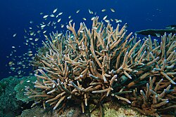 Staghorn coral (Acropora cervicornis) is an important hermatypic coral from the Caribbean.