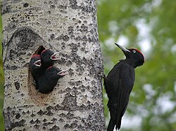 A male black woodpecker attending its chicks