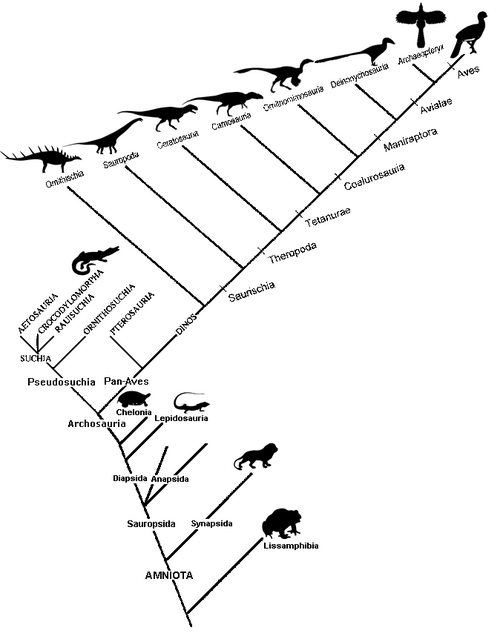 Cladogram of birds