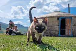 A colourpoint domestic shorthair cat living among the yurts of shepherds in the Altai Mountains, Russia