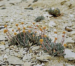 Tiehm's buckwheat in Nevada.[167]