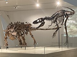 Mount of a Gorgosaurus, a carnivorous theropod, attacking a herbivorous Zuul