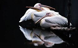 Pelicans at National Zoo, Bangladesh