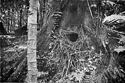 Nest site photographed by S. W. Jackson at Bellinger River, 1910