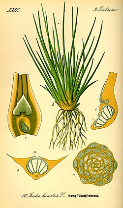 The lycopod Isoetes bears microphylls (leaves with a single vascular trace).