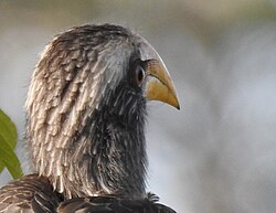 Close-up of head of a Malabar grey hornbill showing eyelashes