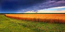 Wheat production in Kansas