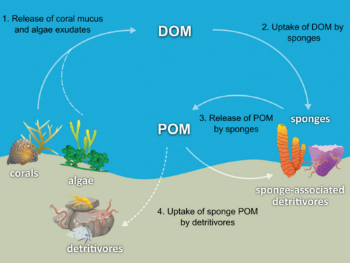 Sponge loop hypothesis. Steps of the sponge loop pathway: (1) corals and algae release exudates as dissolved organic matter (DOM), (2) sponges take up DOM, (3) sponges release detrital particulate organic matter (POM), (4) sponge detritus (POM) is taken up by sponge-associated and free-living detritivores.[81][82][83]