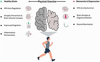 Modulatory effects of physical exercise on depression and dementia