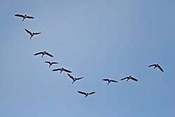 A flock of Canada geese in V formation