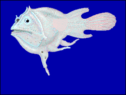 The anglerfish Haplophryne mollis is polyandrous. This female is trailing the atrophied remains of males she has encountered