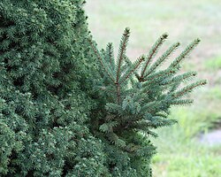 Foliage of a dwarf Alberta spruce (Picea glauca var. albertiana 'Conica'), with a branch showing reversion[1] to the normal Alberta white spruce growth habit of larger leaves and longer internodes.