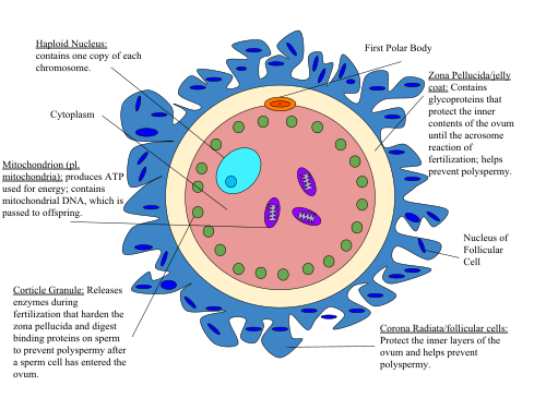 Human egg cell
