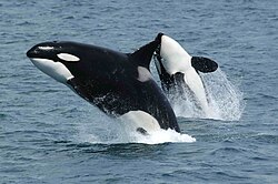 Orcinus orca, the orca or the killer whale