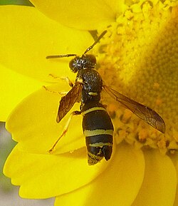 The head of a sessile female strepsipteran protruding (lower right) from the abdomen of its wasp host; the male (not shown) has wings