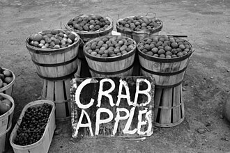 Baskets of crab apples for sale in Connecticut in 1939