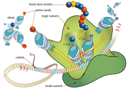A ribosome produces a protein using mRNA as template.