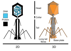 Enterobacteria phage T4 is a bacteriophage virus. It infects its host, Escherichia coli, by injecting its DNA through its tail, which attaches to the bacterium's surface.