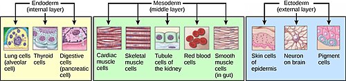 Cells from the germ layers
