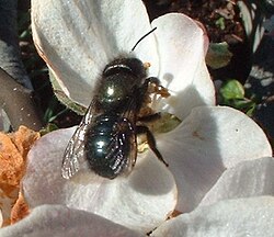 Orchard mason bee on an apple bloom