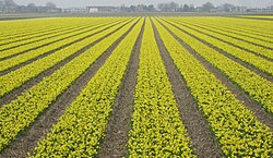 Daffodil production in the Netherlands