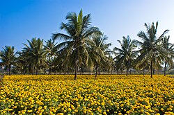 Intercropping of coconut and Mexican marigold