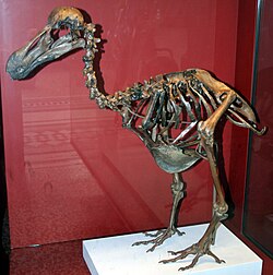A subfossil dodo skeleton