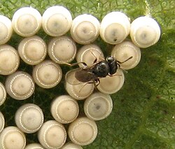 Trissolcus parasitoid wasp (family Scelionidae) on Chinavia shield bug eggs