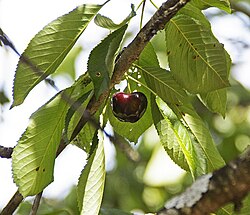 Prunus avium from Cáceres. The variety Picota is famous for its quality