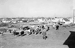 View of a housing development near a farm in Richfield, Minnesota, a suburb of Minneapolis, 1954.
