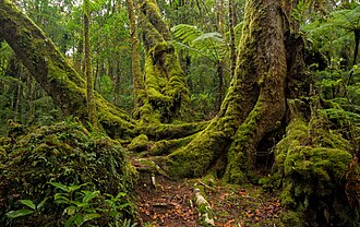 Antarctic beech old growth in Lamington National Park, Queensland, Australia