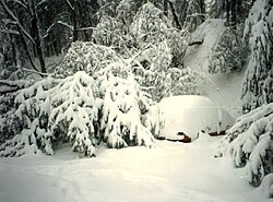 Under the weight of snow, a tree falls next to a car in Asheville, North Carolina