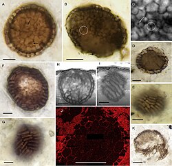 A fossilized sample of Bicellum brasieri, a billion-year-old potential holozoan.