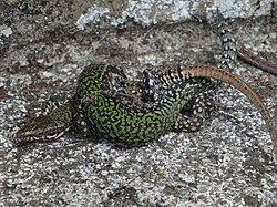 Wall lizards mating