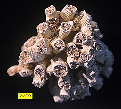 The fossil coral Cladocora from the Pliocene of Cyprus