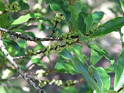 The Australian rainforest shrub Myrsine (Rapanea) howittiana is pollinated by Thrips setipennis.