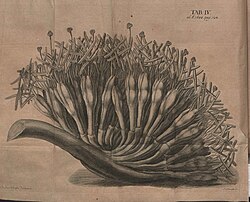 Historical image from Acta Eruditorum, 1688