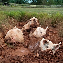 American Yorkshire pigs in a wallow