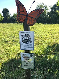 A monarch waystation near the town of Berwyn Heights in Prince George's County, Maryland (June 2017)