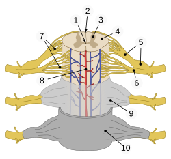 Parts of human spinal cord 1 central canal 2 posterior median sulcus 3 gray matter 4 white matter 5 dorsal root (left),dorsal root ganglion (right) 6 ventral root 7 fascicles 8 anterior spinal artery 9 arachnoid mater 10 dura mater
