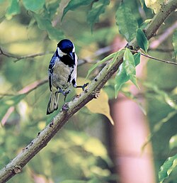 Great tit on a branch