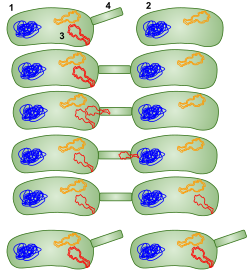 1: Donor bacterium cell (F+ cell) 2: Bacterium that receives the plasmid (F- cell) 3: Plasmid that will be moved to the other bacterium 4: Pilus and T4SS. Conjugation in bacteria using a sex pilus; then the bacterium that received the plasmid can go give it to other bacteria as well.