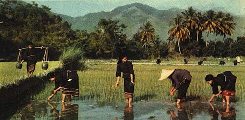 Rice was domesticated in China, some 9,000 years ago.[2]