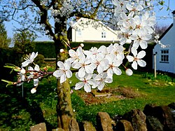 Plum flowers