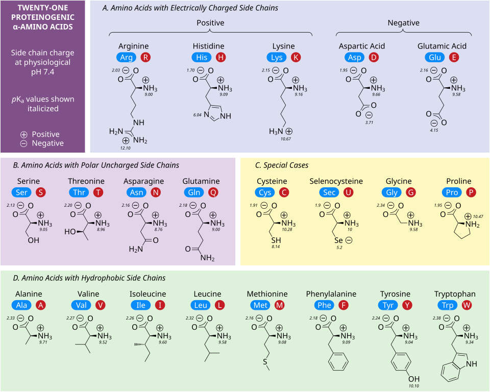 The 21 proteinogenic α-amino acids found in eukaryotes, grouped according to their side chains' pKa values and charges carried at physiological pH (7.4)